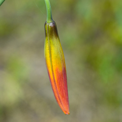 Lilium pardalinum vollmeri