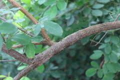 Lespedeza thunbergii