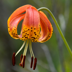 Lilium pardalinum vollmeri