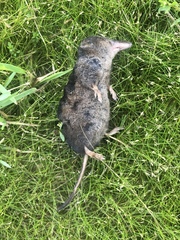 Sorex arcticus
