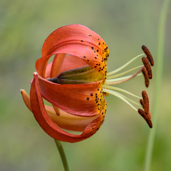 Lilium pardalinum vollmeri