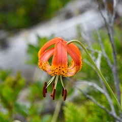 Lilium pardalinum vollmeri