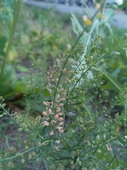 Lepidium