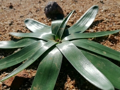 Ornithogalum xanthochlorum