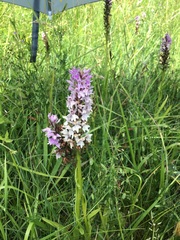 Dactylorhiza × grandis