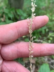 Sphenopholis intermedia