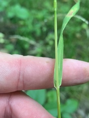 Sphenopholis intermedia