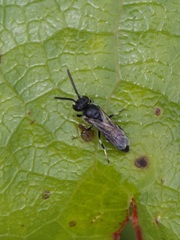 Hylaeus hyalinatus