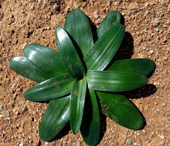 Ornithogalum xanthochlorum