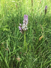 Dactylorhiza × grandis