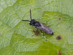 Hylaeus hyalinatus