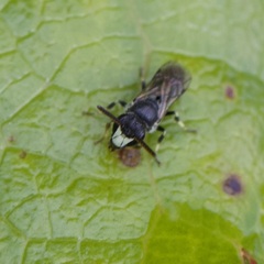 Hylaeus hyalinatus