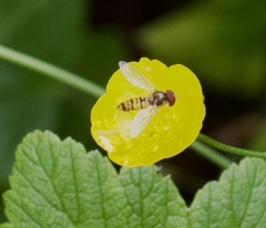 Episyrphus balteatus