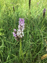 Dactylorhiza × grandis