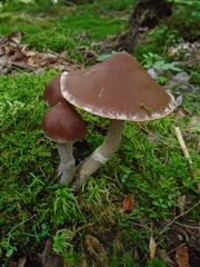 Cortinarius evernius