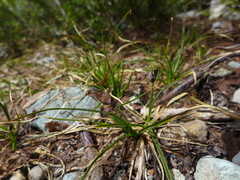 Carex nigricans
