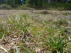 Carex nigricans