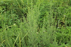 Artemisia lancea