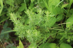 Artemisia lancea