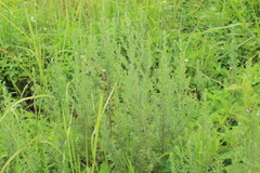 Artemisia lancea