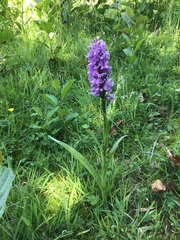 Dactylorhiza × grandis
