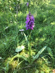 Dactylorhiza × grandis