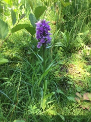 Dactylorhiza × grandis