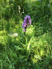 Dactylorhiza × grandis