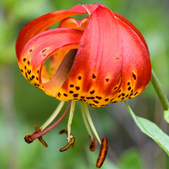 Lilium pardalinum vollmeri