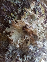 Ramalina canariensis