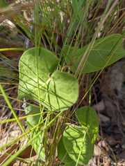 Matelea floridana
