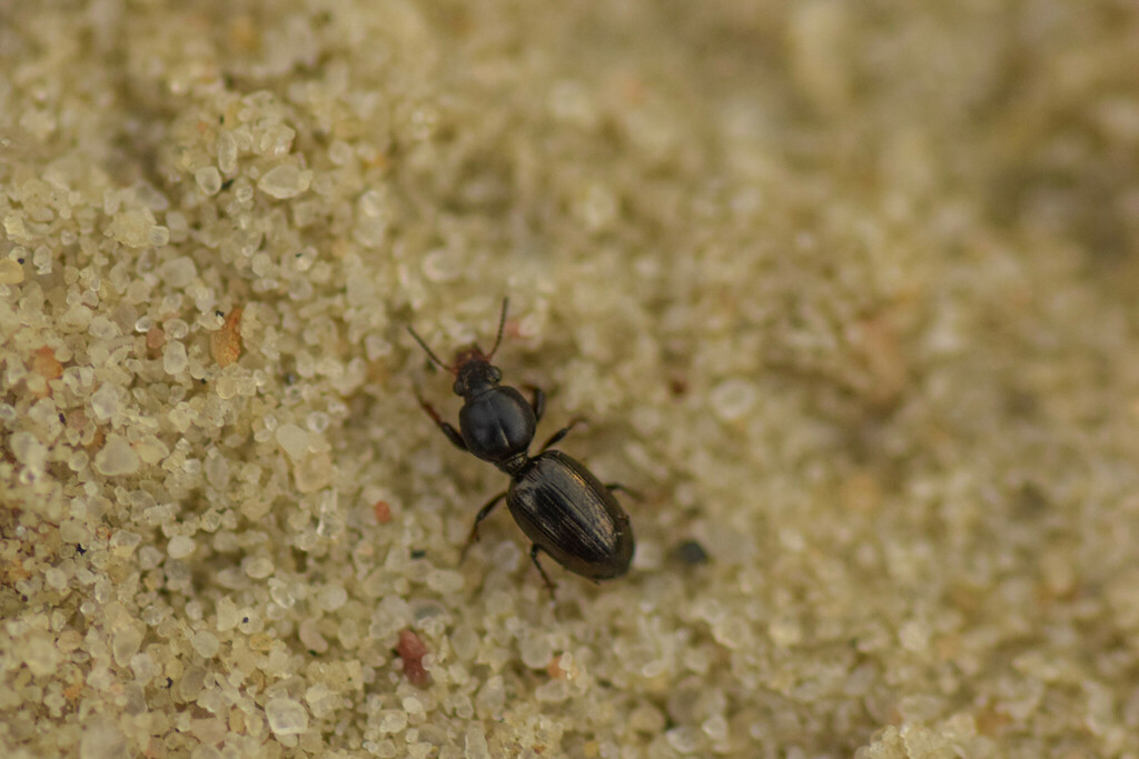 Dyschirius thoracicus