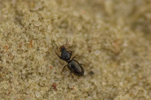 Dyschirius thoracicus