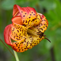 Lilium pardalinum vollmeri