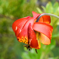 Lilium pardalinum vollmeri