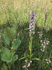 Dactylorhiza × grandis