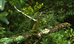 Orthosia