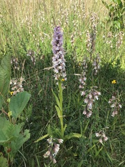 Dactylorhiza × grandis