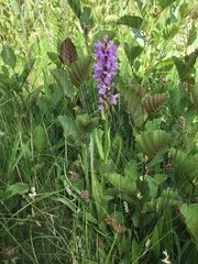 Dactylorhiza × grandis