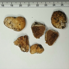 Descomyces