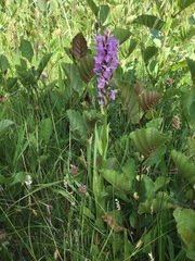 Dactylorhiza × grandis