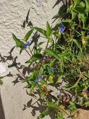 Commelina communis