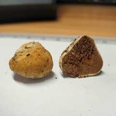 Descomyces