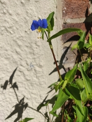 Commelina communis