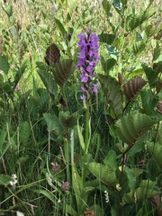 Dactylorhiza × grandis