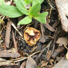 Descomyces