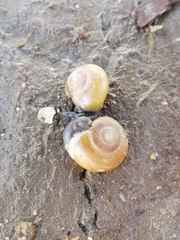 Macrochlamys turanica