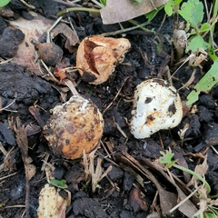 Descomyces