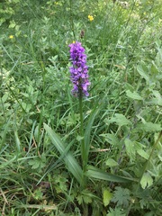 Dactylorhiza × grandis