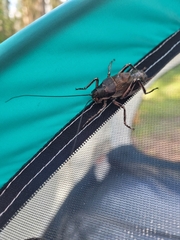 Cyphoderris
